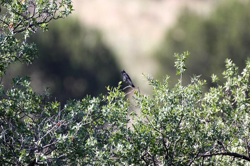 Phainopepla FtDavis Aug08 211.jpg